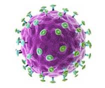 Вирус папилломы человека - ВПЧ