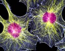 Стволовые клетки человека - фибробласты