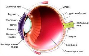 Анатомическое строение глаза