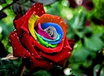 Что обозначает цвет роз