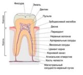 Нормальное строение зуба
