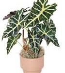 Комнатные растения в лечении болезней