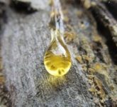 Камедь - настоящее сокровище, данное природой