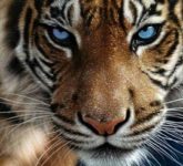 Кто на свете из животных всех сильнее?
