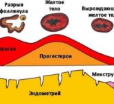 Прогестерон и его биологические свойства