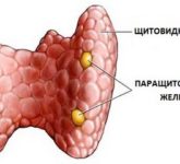 Расположение паращитовидных желез