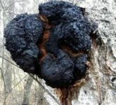 Чага против рак