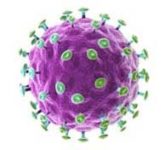 Вирус папилломы человека - ВПЧ