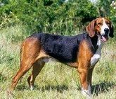Финская гончая