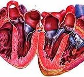 Врожденный порок сердца