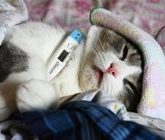 Распространенные болезни кошек