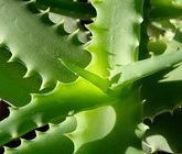 Целебные свойства алоэ для кожи