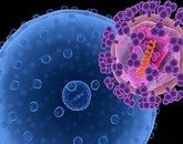 Основные клетки иммунной системы