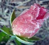 Цветы на Новый Год