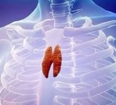 Органы иммунной системы: Вилочковая железа