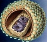 Неспецифический иммунитет: Кожа и слизистые