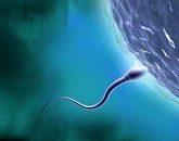 О донорстве ооцитов