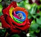 Что обозначает цвет роз