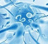 В чем суть спермограммы?