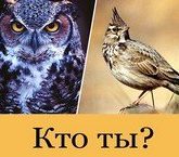 Кем лучше быть совой или жаворонком?